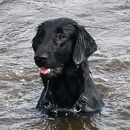 Bed & Breakfast Paksuniemen Majatalo *