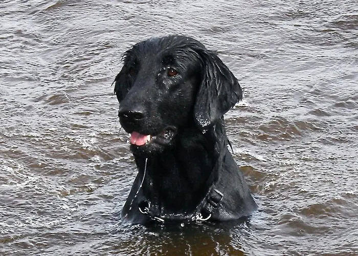 Panzió Paksuniemen Majatalo *