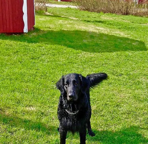 Paksuniemen Majatalo Rääkkylä